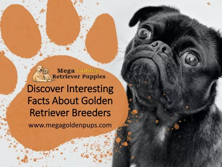 discover interesting facts about golden retriever breeders