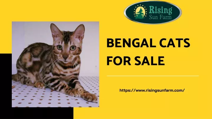 bengal cats for sale