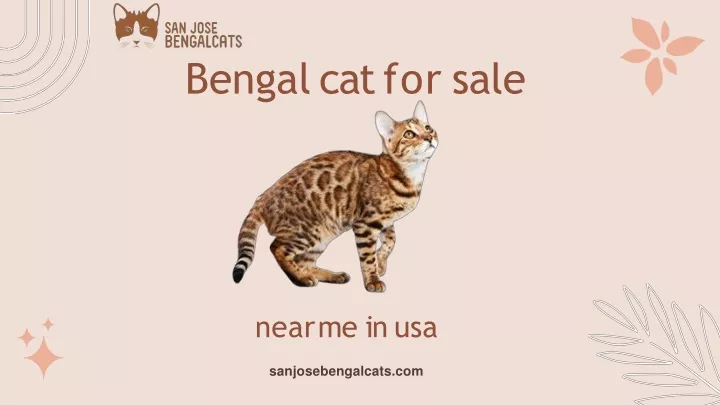 bengal cat for sale