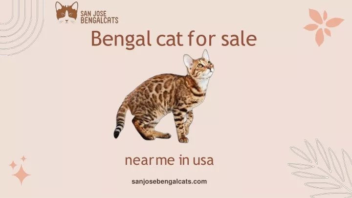 bengalcatfor sale