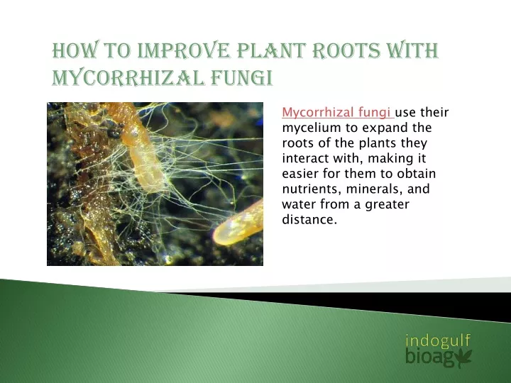 how to improve plant roots with mycorrhizal fungi