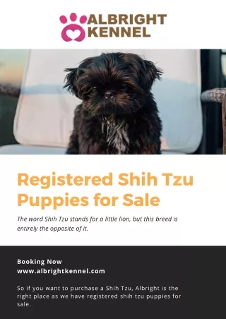 Registered Shih Tzu Puppies for Sale with AKC Registration