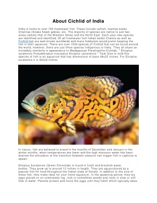 about cichlid of india