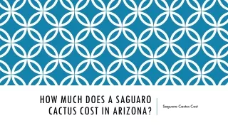 Saguaro Cactus Cost | Az Cactus Experts