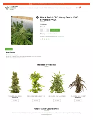 Black Jack I CBD Hemp Seeds I 500 STARTER PACK