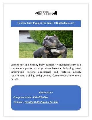 Healthy Bully Puppies For Sale | Pitbullbullies.com