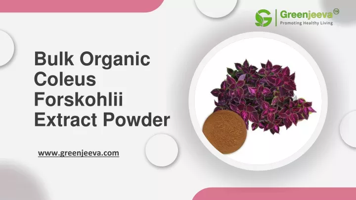 bulk organic coleus forskohlii extract powder