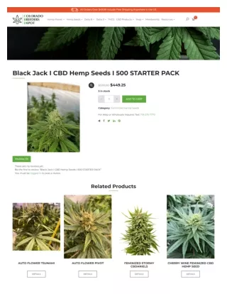 " Black Jack I CBD Hemp Seeds I 500 STARTER PACK"