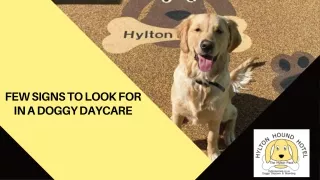 Few Signs To Look For In A Doggy Daycare