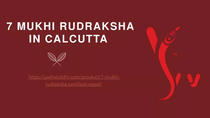 7 mukhi rudraksha in calcutta