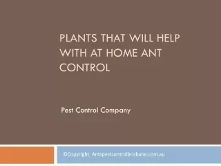 plants that will help with at home ant control