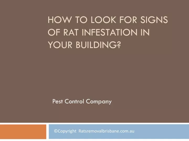 how to look for signs of rat infestation in your building