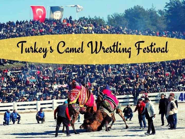 turkey s camel wrestling festival