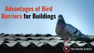 Advantages of Bird Barriers for Buildings