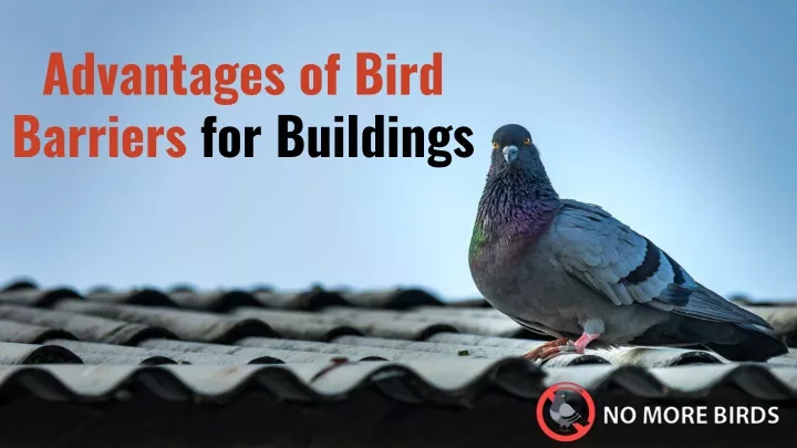 advantages of bird barriers for buildings