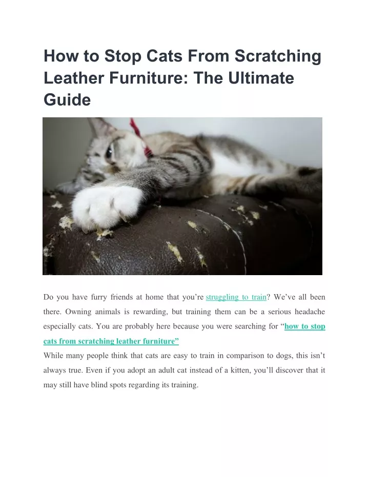 how to stop cats from scratching leather