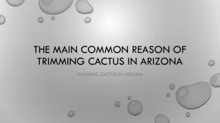 Trimming cactus in Arizona - Saguaro Cactus Removal