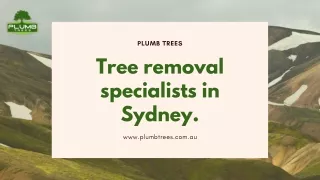 Tree removal specialists in Sydney | Plumb Trees