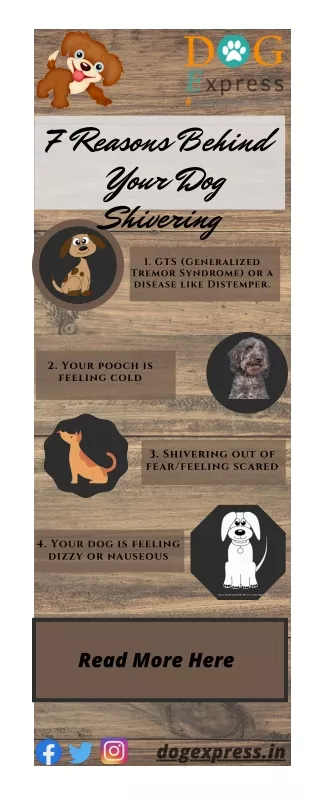 7 reasons behind your dog shivering