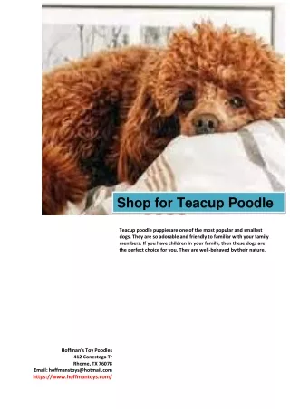 Shop for Teacup Poodle Puppies Online