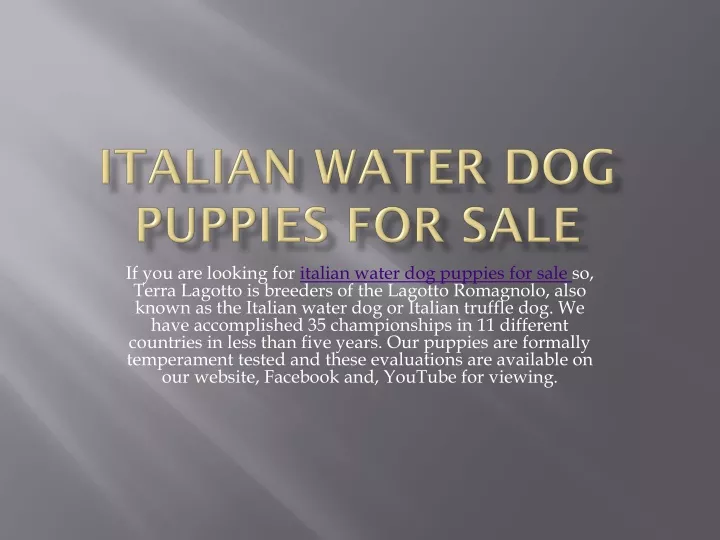 italian water dog puppies for sale