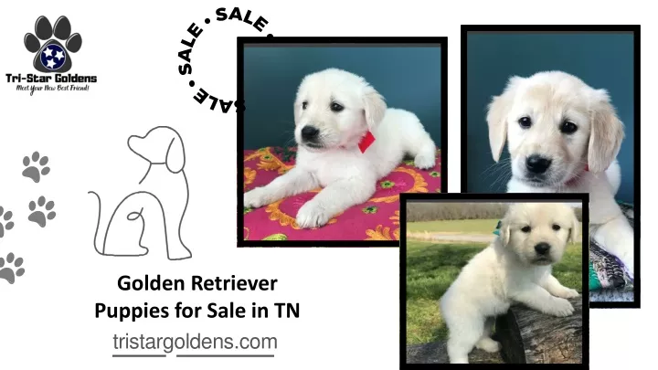 golden retriever puppies for sale in tn