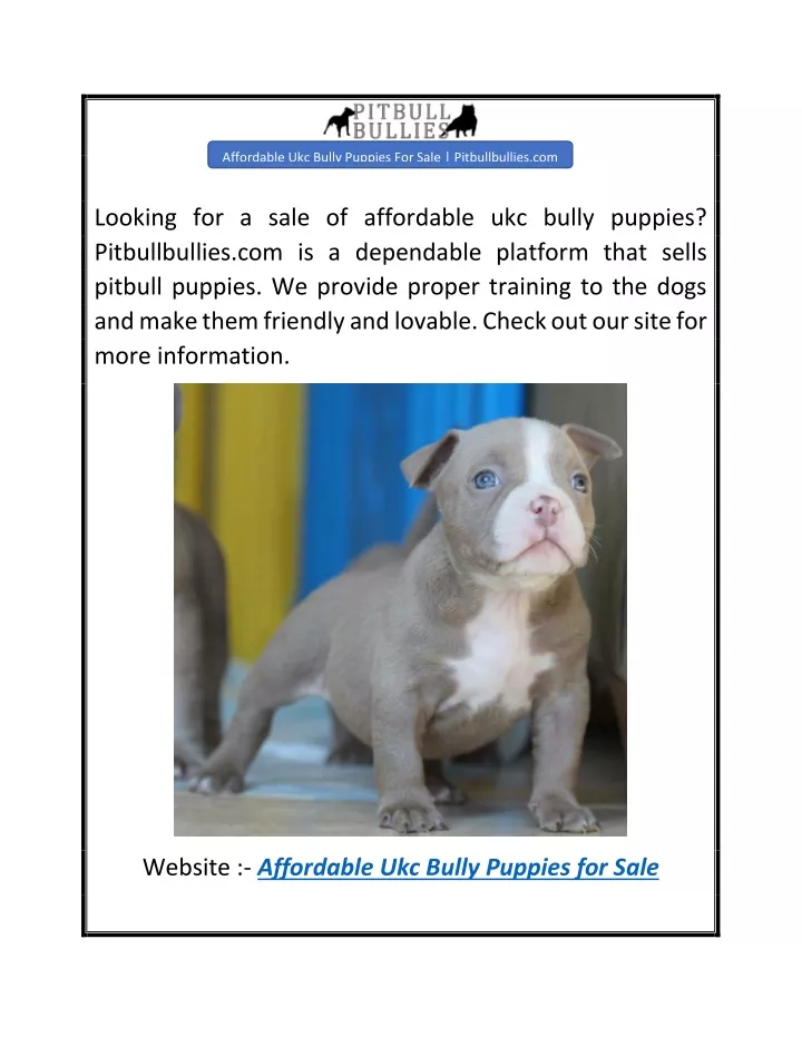 affordable ukc bully puppies for sale