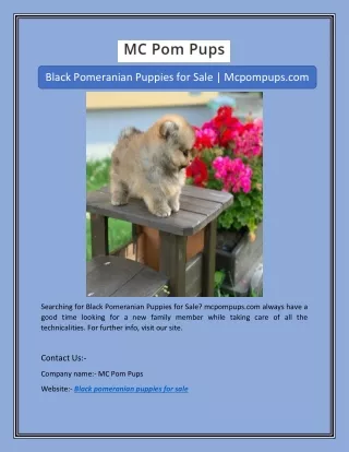 Black Pomeranian Puppies for Sale | Mcpompups.com
