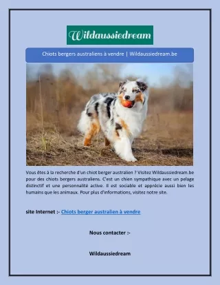Chiots bergers australiens à vendre | Wildaussiedream.be