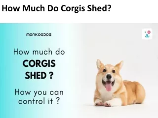 How Much Do Corgis Shed?