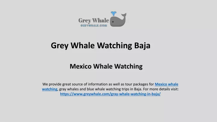 grey whale watching baja