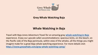 grey whale watching baja