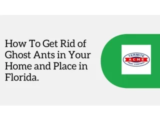 How To Get Rid of Ghost Ants in Your Home and Place in Florida.