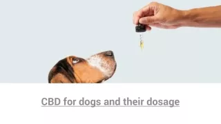 CBD for dogs and their dosage | PCR Hemp Wholesale