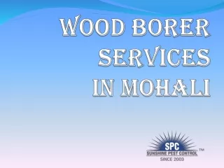 Wood Borer Services in Mohali