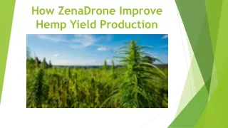 How ZenaDrone Improve Hemp Yield Production