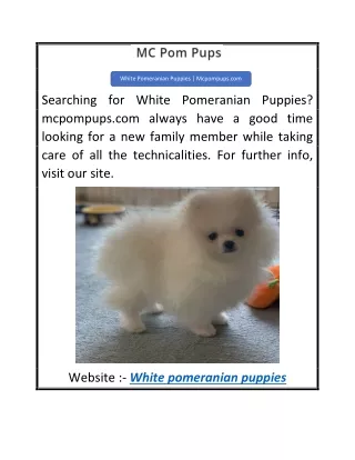 White Pomeranian Puppies  Mcpompups.com