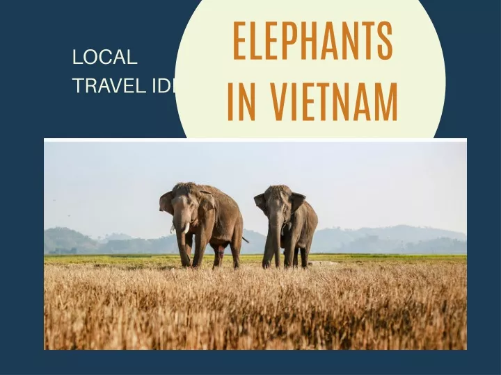 elephants in vietnam