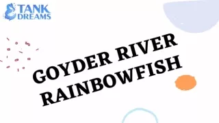 Buy Goyder River Rainbowfish online | Tank Dreams