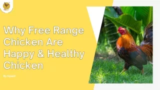Happy & Healthy Free Range Chickens| Kpasli