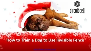 How to Train a Dog to Use Invisible Fence