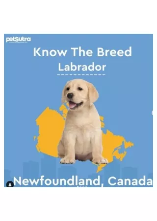 Labrador - Pet Supplies - PetSutra