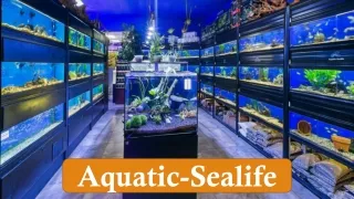 Large Fish Tanks for Sale  Aquatic-Sealife