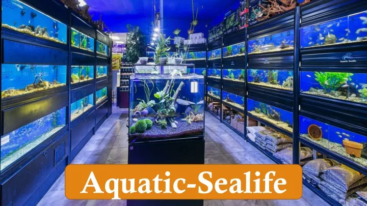 aquatic sealife
