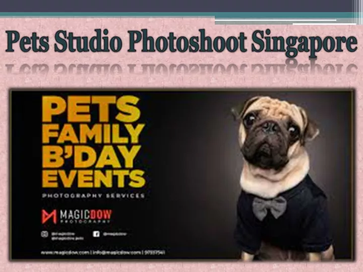 pets studio photoshoot singapore