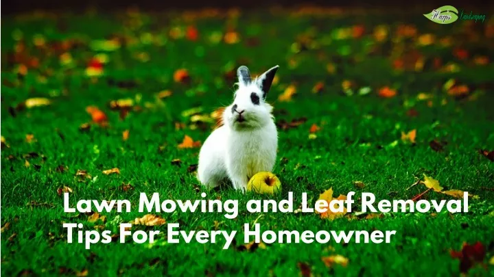 lawn mowing and leaf removal tips for every