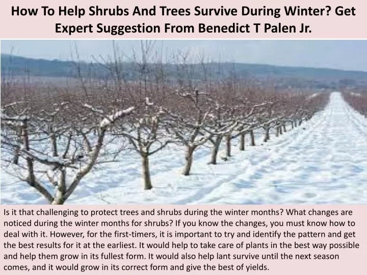 how to help shrubs and trees survive during winter get expert suggestion from benedict t palen jr