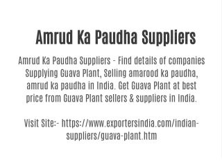 Amrud Ka Paudha Suppliers