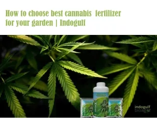 How to choose best cannabis fertilizer for your garden | Indogulf