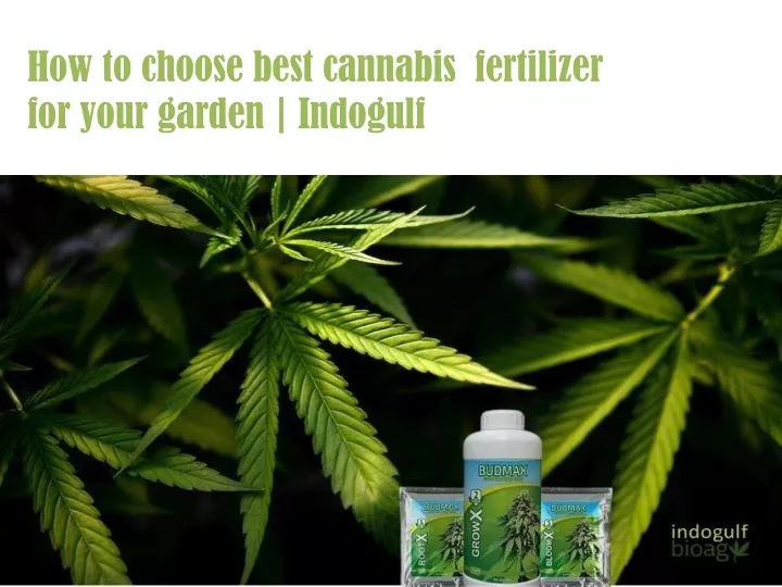 how to choose best cannabis fertil i zer for your